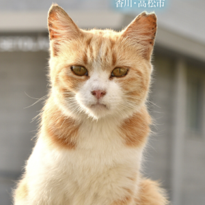 eyecatch_sample_image_01_20260221041240